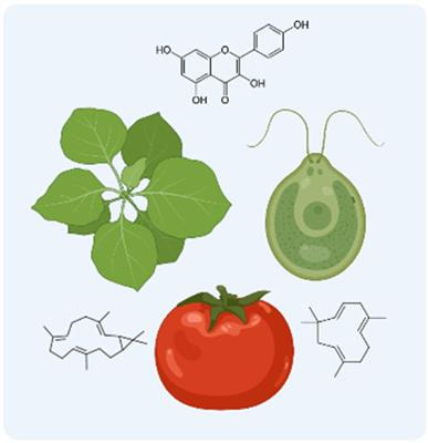 Cover image for research topic "Metabolic Engineering of Valuable Compounds in Photosynthetic Organisms"