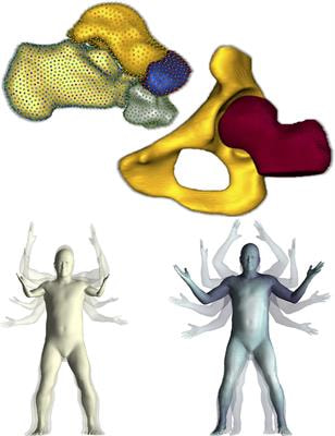 Cover image for research topic "Statistical Model-Based Computational Biomechanics: Applications in Joints and Internal Organs"