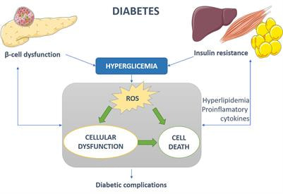 Cover image for research topic "Cellular Dysfunction and Cell Death in Diabetes (etio)Pathology: Novel Insights into Molecular Mechanisms and Therapeutic Targeting"