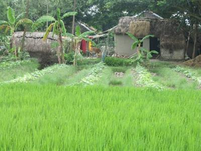 Cover image for research topic "Socio-Economic Evaluation of Cropping Systems for Smallholder Farmers – Challenges and Options"