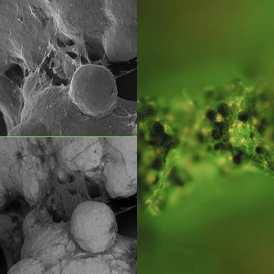 Cover image for research topic "Cells, Biomaterials, and Biophysical Stimuli for Bone, Cartilage, and Muscle Regeneration"