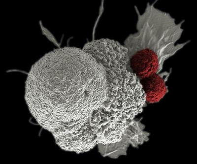 Cover image for research topic "Rising Stars in Cancer Immunity and Immunotherapy 2022"