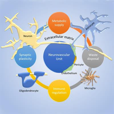 Cover image for research topic "The Integrated Synapse: The (Dys)Functional Role of Neurovascular Unit, Resident Glia and Extracellular Matrix During Synaptic Development and Plasticity"