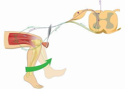 Cover image for research topic "Emerging Concepts and Evidence in Novel Approaches for Spasticity Management"