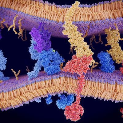 Cover image for research topic "Innate Immune Cells and Inflammatory Mediators in Mucosal Pathologies, volume II"