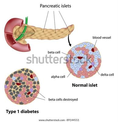 Cover image for research topic "The Gut-Pancreas Axis in Type 1 Diabetes – A Focus on Environmental Factors"