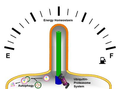 Cover image for research topic "Regulation of Proteostasis and Cellular Energy Homeostasis at the Primary Cilium"