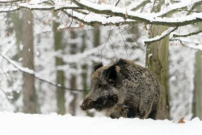 Cover image for research topic "Factors Affecting Boar Sperm Preservation and Quality"