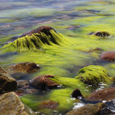 Cover image for research topic "Seaweeds and Algae in Animal Nutrition"