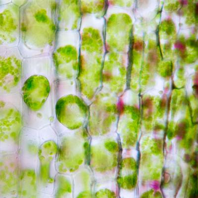 Cover image for research topic "The Plant Cell Wall: Advances and Current Perspectives"