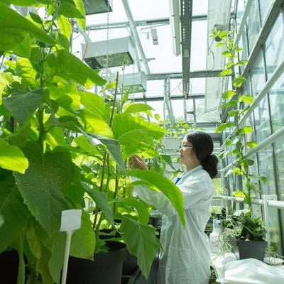 Cover image for research topic "Women in Plant Biotechnology 2022"