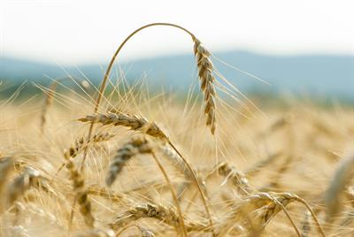 Cover image for research topic "Genetics and Molecular Breeding in Cereal Crops"