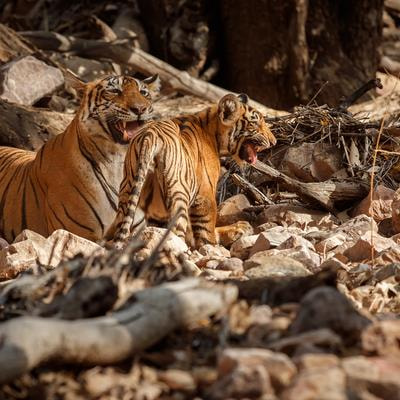 Tiger stripes used to ID poached pelts › News in Science (ABC Science)