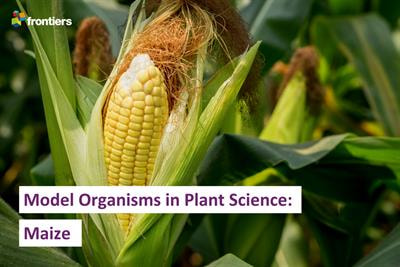 Cover image for research topic "Model Organisms in Plant Science: Maize"