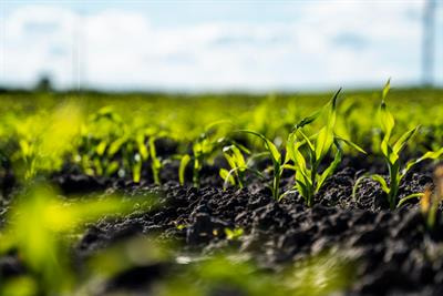 Cover image for research topic "Plants surviving in extreme environment: Harnessing Soil-Plant–Microbial relationship to enhance crop health and productivity"