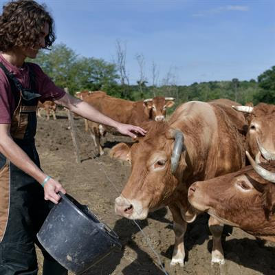 Cover image for research topic "Feedlot Cattle Nutrition and Metabolism"