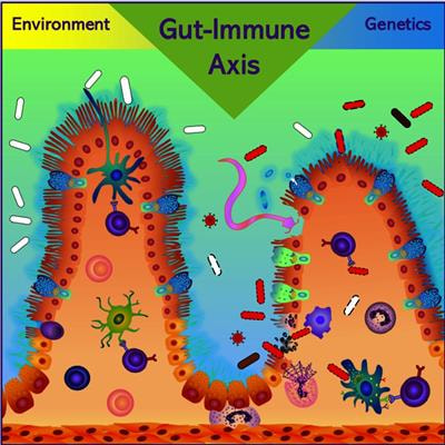 Cover image for research topic "The Gut-immune Axis: A Complex Training Ground Impacting Inflammatory Pathologies"