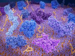 Cover image for research topic "Identification of Biomarkers for Cancer Immunotherapy: From Bench to Bedside, volume I"