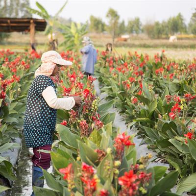 Cover image for research topic "Continuous Flowering: A much needed Ornamental Revolution for Floricultural Crops"