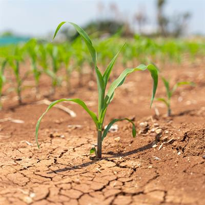 Cover image for research topic "Genetic Mechanisms of Stress Tolerance in Crops"