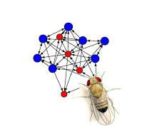 Cover image for research topic "Social interaction in Animals: linking experimental approach and social network analysis"