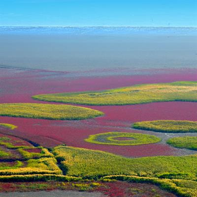 Cover image for research topic "Microbial Diversity and Ecosystem Functioning in Wetlands"