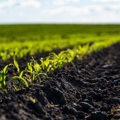 Cover image for research topic "Strategies to Reduce Fertilizers: How to Maintain Crop Productivity and Profitability in Agricultural Acidic Soils"