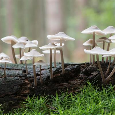 Cover image for research topic "Psychoactive Plants and Fungi: Biochemistry and Genomics"