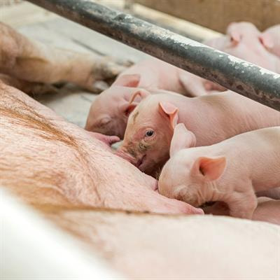 Cover image for research topic "Feeding and Nutritional Strategies for Sows and Piglets to Improve Piglets' Robustness"