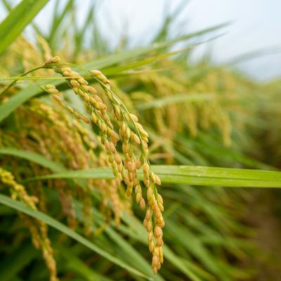 Cover image for research topic "Physiology and Biochemistry of Grain Yield Potential of Rice Concerning Panicle Architectural Design"