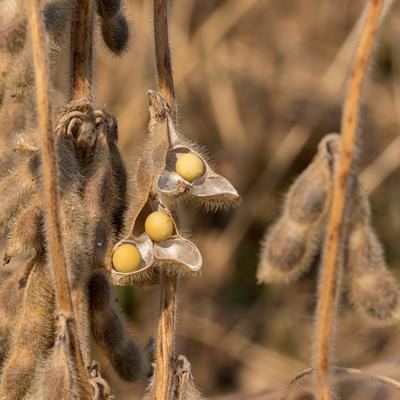 Cover image for research topic "A Wonder Legume, Soybean: Prospects for Improvement"