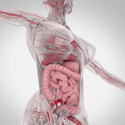 Cover image for research topic "Advances in Research on the Role of Inflammation in Gut Functional Disorders"