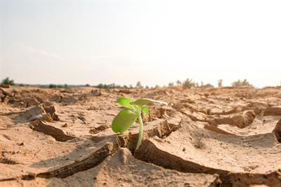 Cover image for research topic "Unearthing and Harnessing the Power of the Soil Microbiome and Mycorrhizas to Enhance Plant Nutrient Utilization Under Climate Stress"