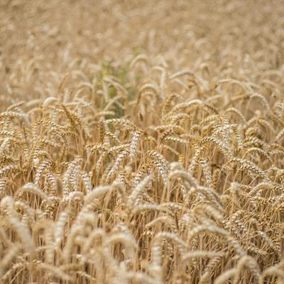 Cover image for research topic "Exploiting Wheat Biodiversity and Agricultural Practices for Tackling the Effects of Climate Change"