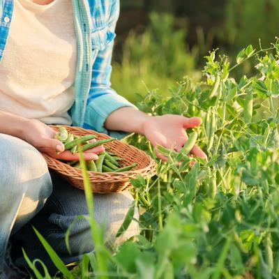 Cover image for research topic "Roles of Flavonoids in Crop Quality Improvement and Response to Stresses"