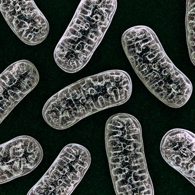 Cover image for research topic "Disparate Roles of Mitochondria in Cell Survival and Cell Death: New Insight from the CNS"