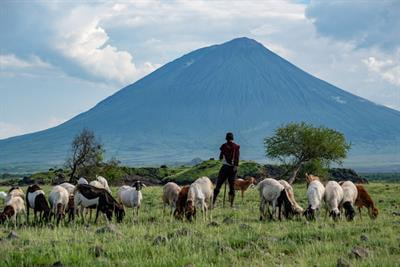 Cover image for research topic "Environmental and Genomic Strategies for Conservation and Selection in Small Ruminants"