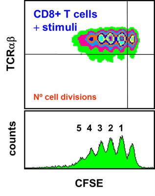 Cover image for research topic "On the Origin and Function of Human NK-like CD8+ T Cells: Charting New Territories"