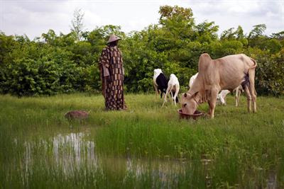 Cover image for research topic "Estimating Non-Monetary Societal Burden of Livestock Disease Management"