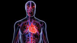 Cover image for research topic "Chronic Inflammation and Pharmacological Interventions in Cardiovascular Diseases, volume II"