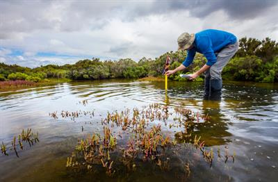 Cover image for research topic "Coastal Wetland Plant-Soil System Responses to Environmental Stress"