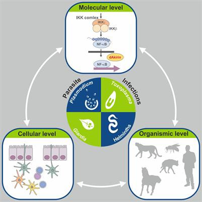 Cover image for research topic "Parasite Infections: From Experimental Models To Natural Systems"