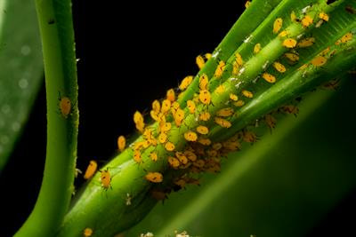 Cover image for research topic "Omics in Plant-Insect Interactions"