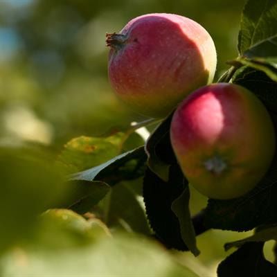 Cover image for research topic "Molecular Mechanisms of Fruit Quality Formation in Fruit Trees"