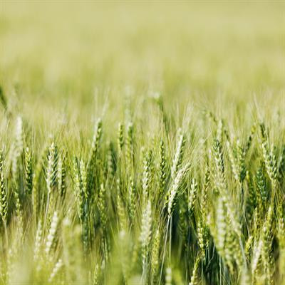 Cover image for research topic "Physiology and Breeding of Cereals"