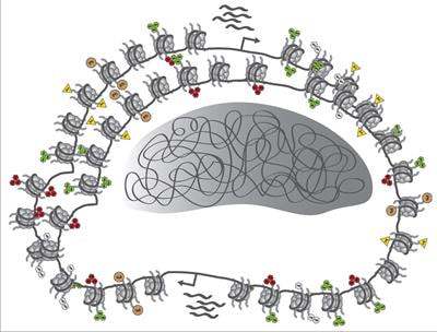 Cover image for research topic "Epigenetic Mechanisms of Neurogenesis in the Developing Neocortex"