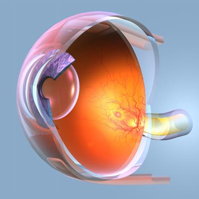 Cover image for research topic "Update on Glaucoma Research: From Basic Science to Clinical Practice"