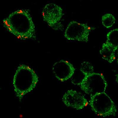 Cover image for research topic "Cellular and Molecular Mechanisms of Mycobacterium tuberculosis Virulence"