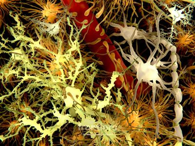 Cover image for research topic "Glial Cells in Health and Disease: Impacts on Neural Circuits and Plasticity"