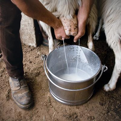 Cover image for research topic "Impact of Dairy Farming on the Safety of Raw Milk and Milk Products"